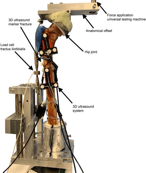 Testing of Biomechanics and Orthopedics 